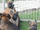 Chiots Berger Malinois LOF à réserver