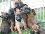 Chiots Berger Malinois LOF à réserver