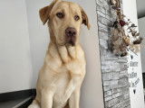 Mâle Labrador yellow liver disponible pour saillie