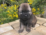 Chiots Eurasier LOF &agrave; vendre