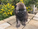 Chiots Eurasier LOF &agrave; vendre