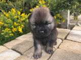 Chiots Eurasier LOF &agrave; vendre
