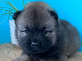 Chiots Eurasier LOF &agrave; vendre