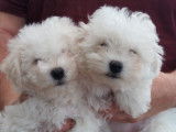 Chiots Bichon Bolonais disponibles
