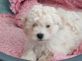Chiots Bichon Bolonais disponibles