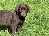 Chiots Labrador chocolat LOF à vendre