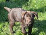 Chiots Labrador chocolat LOF à vendre