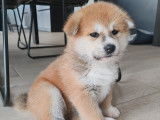 Chiots Akita Inu LOF à réserver