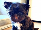 À vendre : un chiot Yorkshire Terrier chocolat LOF