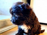 À vendre : un chiot Yorkshire Terrier chocolat LOF