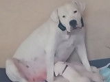 1 chiots m&acirc;les Dogues Argentins dispo(LOF)