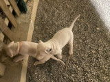 1 chiots m&acirc;les Dogues Argentins dispo(LOF)