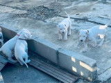 1 chiots m&acirc;les Dogues Argentins dispo(LOF)