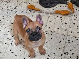 Un chiot Bouledogue Fran&ccedil;ais m&acirc;le fauve LOF &agrave; vendre