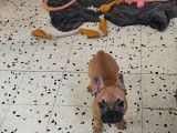 Un chiot Bouledogue Fran&ccedil;ais m&acirc;le fauve LOF &agrave; vendre