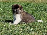 3 chiots Akita Américain LOF disponibles à la réservation