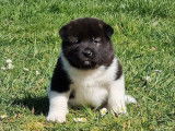3 chiots Akita Américain LOF disponibles à la réservation