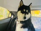Mâle Husky Sibérien disponible pour saillie