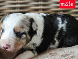 Chiots Border Collie à vendre