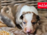Chiots Border Collie à vendre