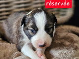 Chiots Border Collie à vendre