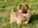 Superbe chiot m&acirc;le spitz nain fauve orang&eacute;