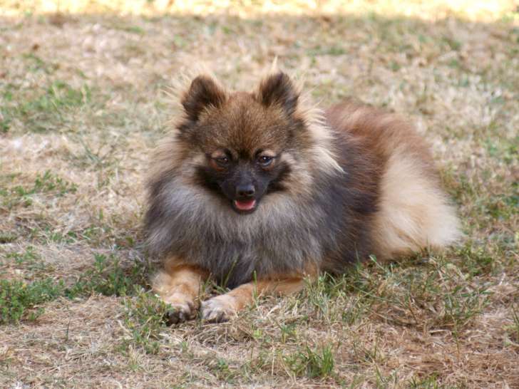 Superbe chiot mâle spitz nain fauve orangé