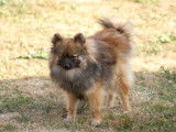 Superbe chiot m&acirc;le spitz nain fauve orang&eacute;