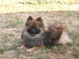 Superbe chiot m&acirc;le spitz nain fauve orang&eacute;