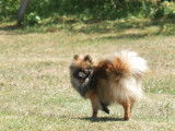 Superbe chiot m&acirc;le spitz nain fauve orang&eacute;