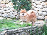 Mâle Spitz Allemand orange LOF à vendre