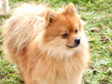 Mâle Spitz Allemand orange LOF à vendre