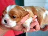 &Agrave; r&eacute;server : 4 chiots Cavaliers King Charles LOF m&acirc;les