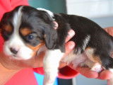 &Agrave; r&eacute;server : 4 chiots Cavaliers King Charles LOF m&acirc;les