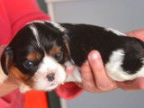 &Agrave; r&eacute;server : 4 chiots Cavaliers King Charles LOF m&acirc;les