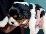 &Agrave; r&eacute;server : 4 chiots Cavaliers King Charles LOF m&acirc;les