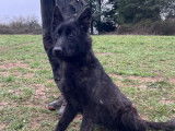 Un chiot femelle Berger Hollandais LOF à poil court disponible