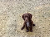 Un chiot Cocker Anglais m&acirc;le marron LOF &agrave; vendre