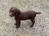 Un chiot Cocker Anglais m&acirc;le marron LOF &agrave; vendre