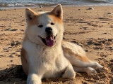 Chien Akita Inu LOF de 7 ans bicolore pour une saillie