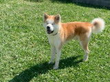 Chien Akita Inu LOF de 7 ans bicolore pour une saillie