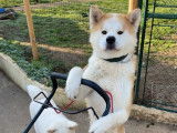 Chien Akita Inu LOF de 7 ans bicolore pour une saillie
