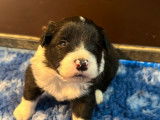 À réserver : 4 chiots Border Collies LOF