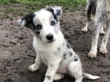 Chiots Border Collie merles à vendre