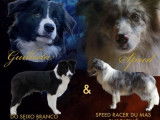 3 chiots Border Collies LOF à la réservation