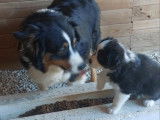 8 chiots Bergers Australiens LOF disponibles à la réservation