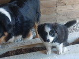 8 chiots Bergers Australiens LOF disponibles à la réservation