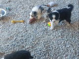 8 chiots Bergers Australiens LOF disponibles à la réservation