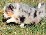 Chiot mâle Berger Américain Miniature bleu merle LOF à la vente
