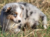 Chiot mâle Berger Américain Miniature bleu merle LOF à la vente